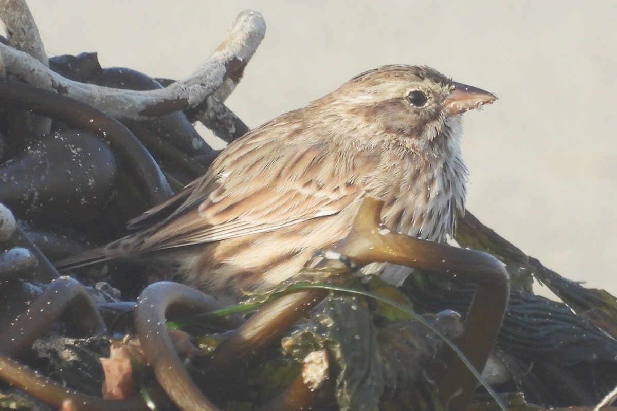 Savannah Sparrow - ML647009456