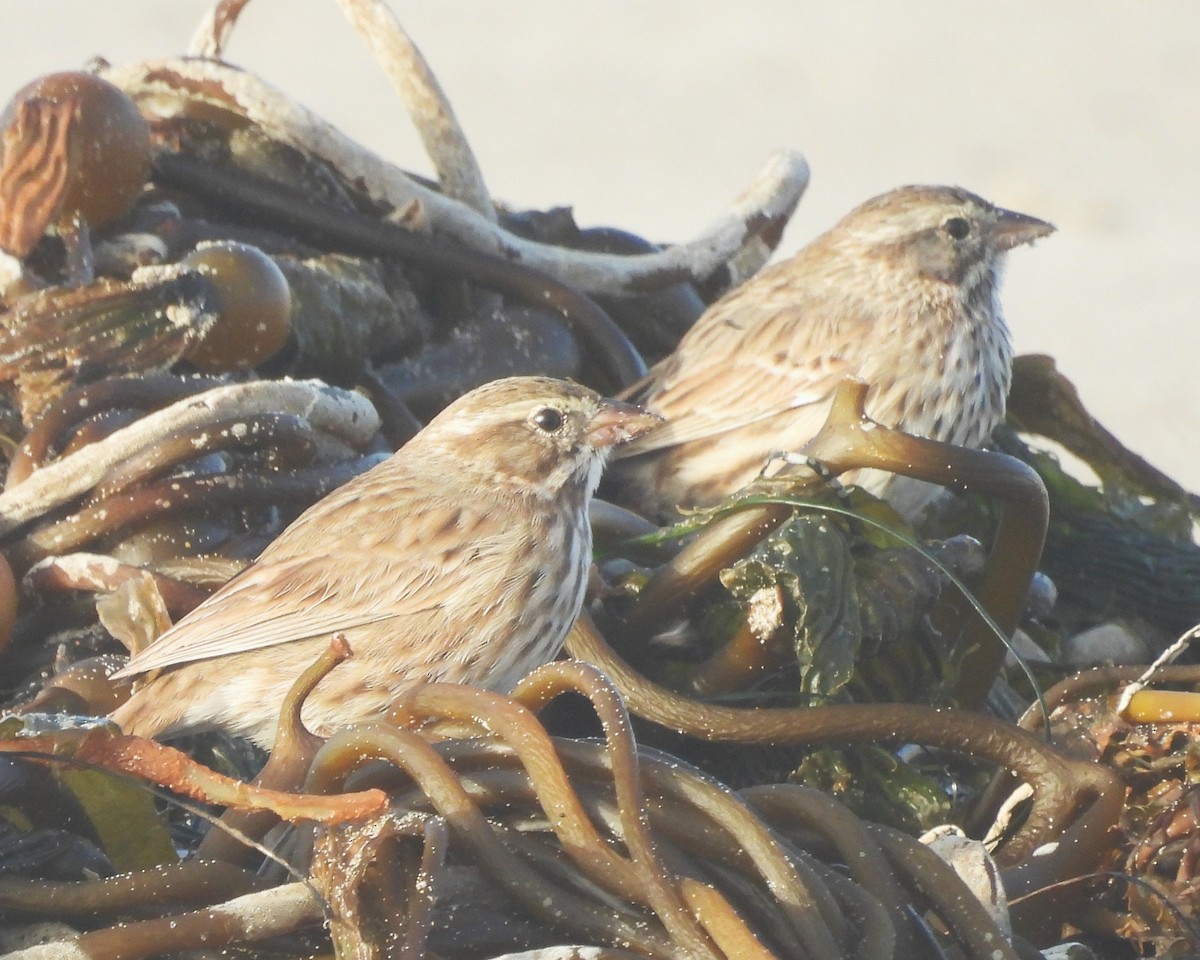 Savannah Sparrow - ML647009457