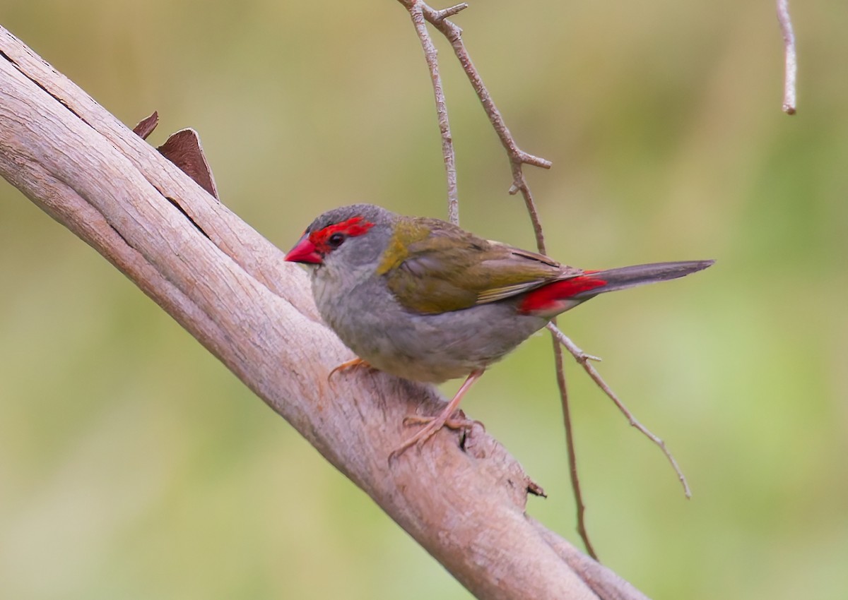 Краснобровая амадина - ML647009459