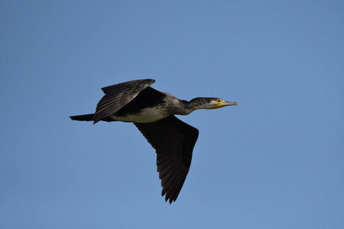 Great Cormorant - ML647009461