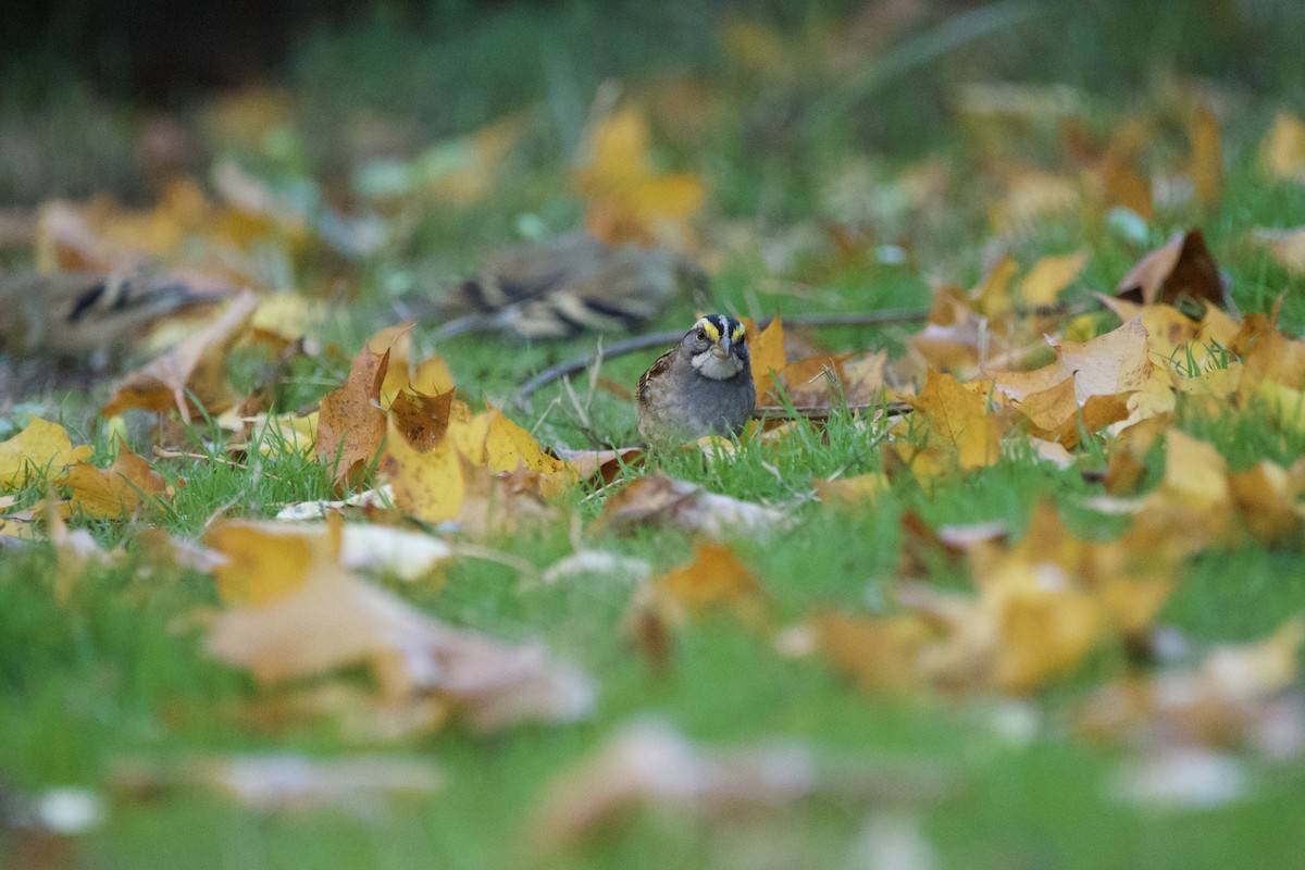 White-throated Sparrow - ML647009462