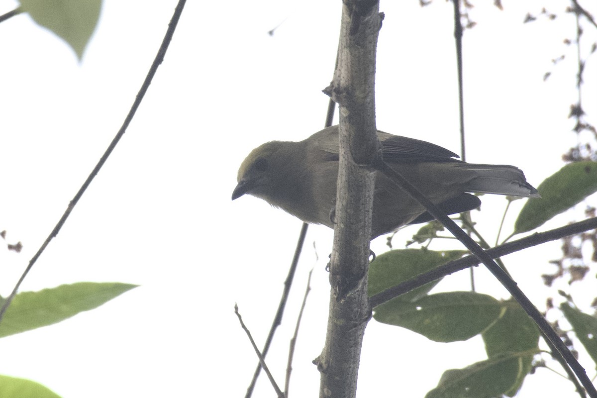 Tangara Palmera (Violácea) - ML647009464