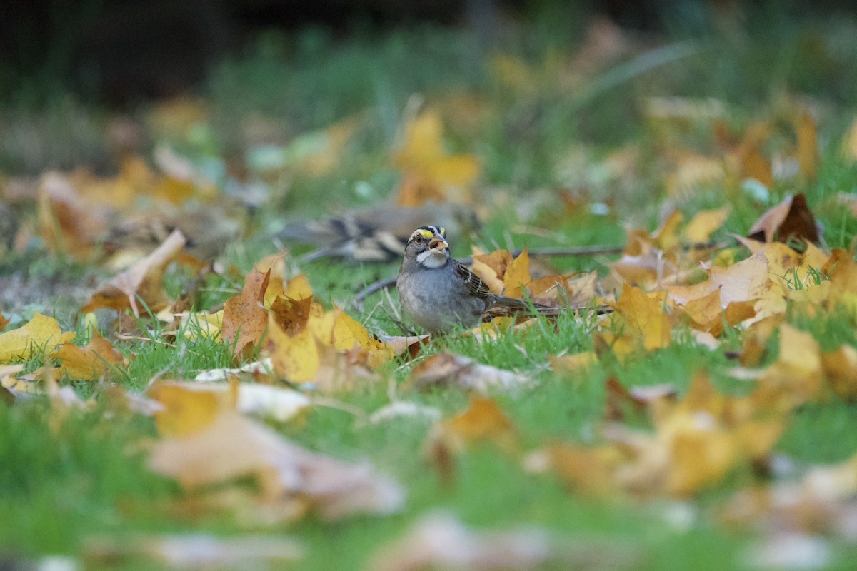 White-throated Sparrow - ML647009465