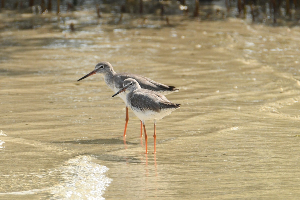 Common Redshank - ML647009466