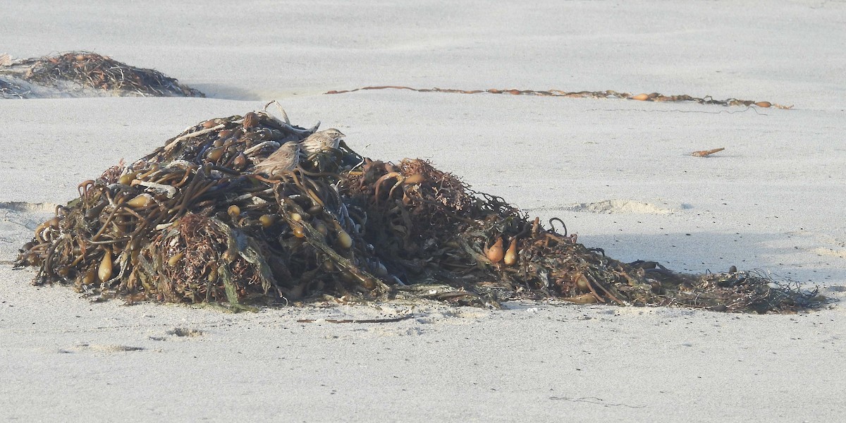 Savannah Sparrow - ML647009467