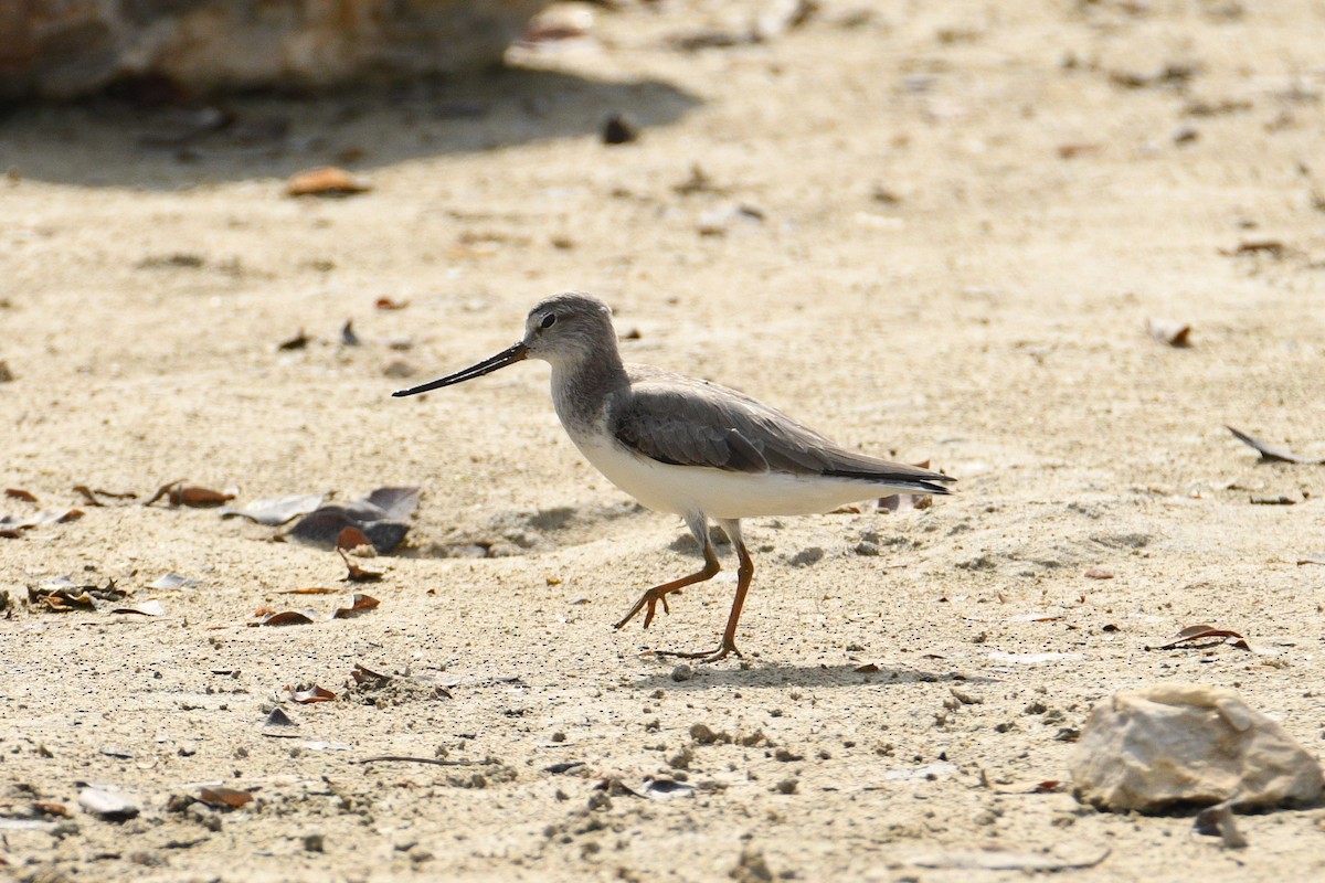 Terek Sandpiper - ML647009469