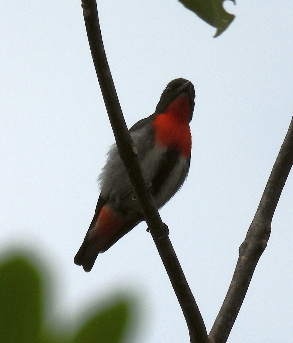Mistletoebird - ML647009470