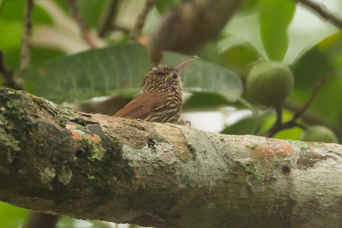 Streak-headed Woodcreeper - ML647009473