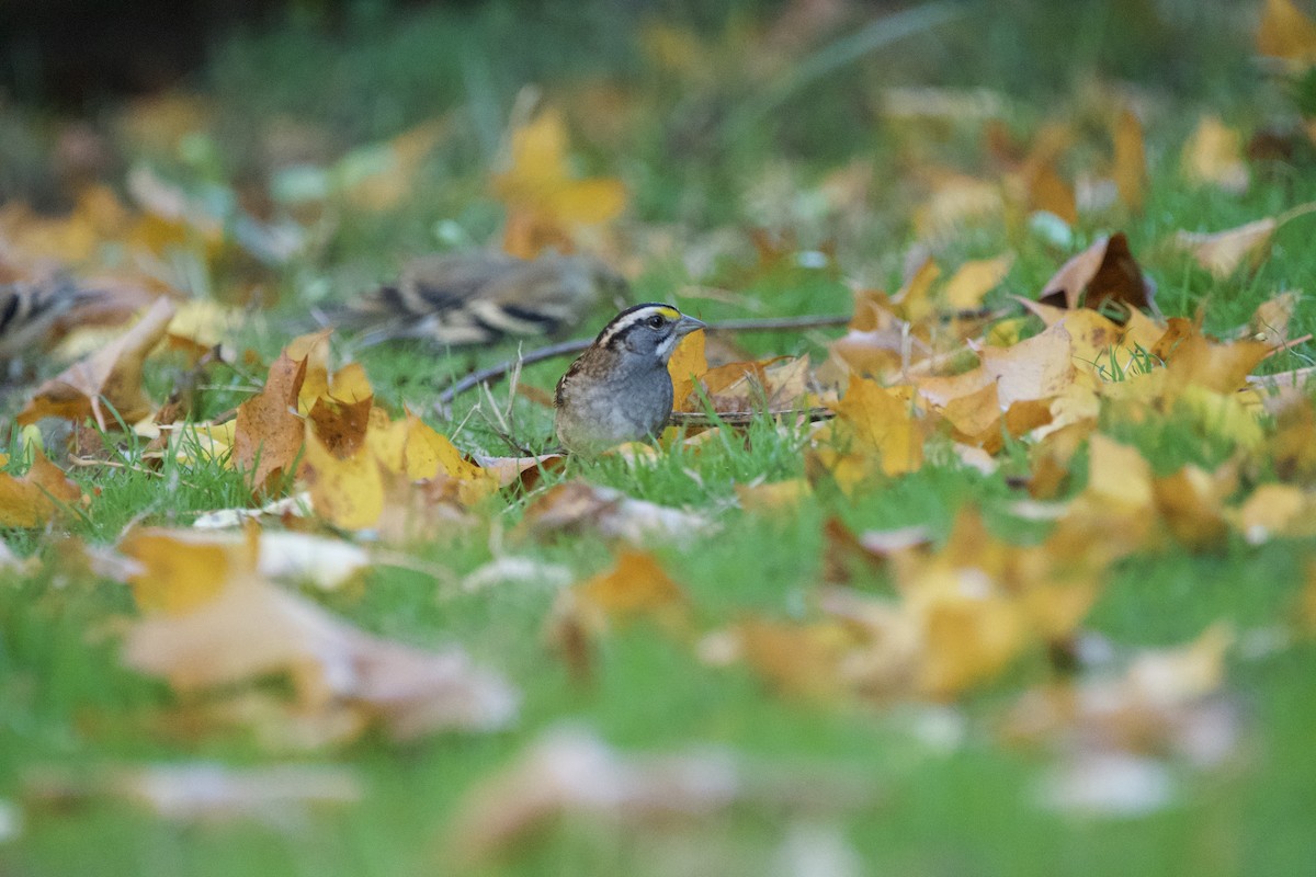 White-throated Sparrow - ML647009481
