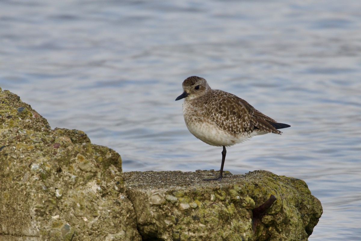 灰斑鴴 - ML647009483