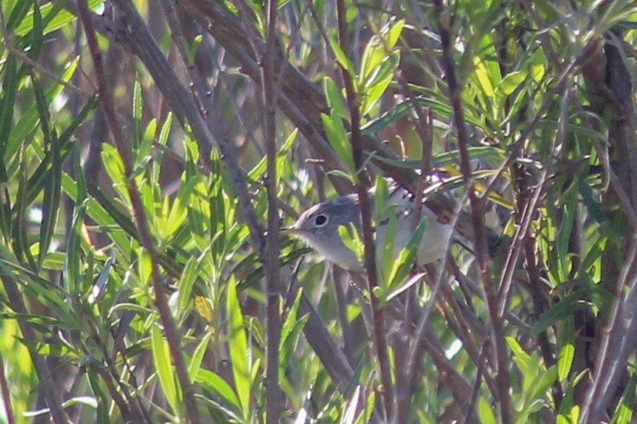 Blue-gray Gnatcatcher - ML647009484