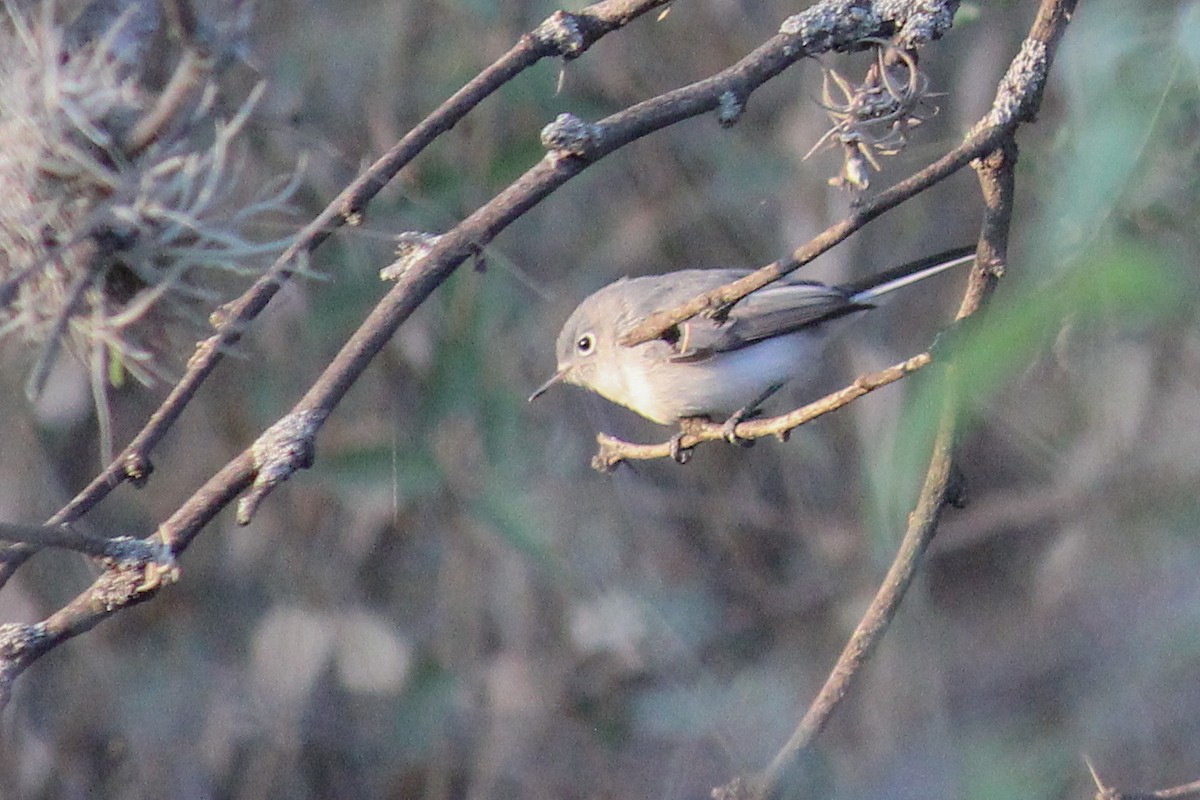 Blue-gray Gnatcatcher - ML647009485