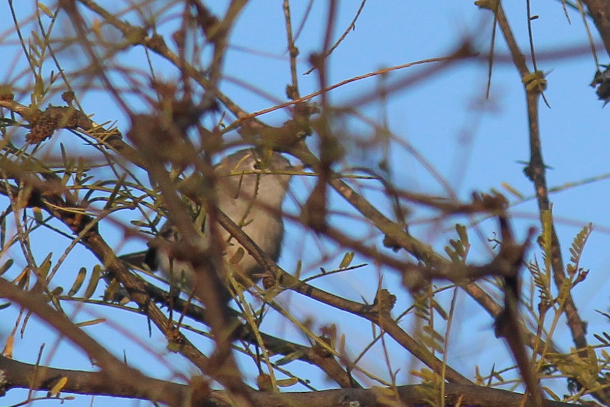 Blue-gray Gnatcatcher - ML647009486