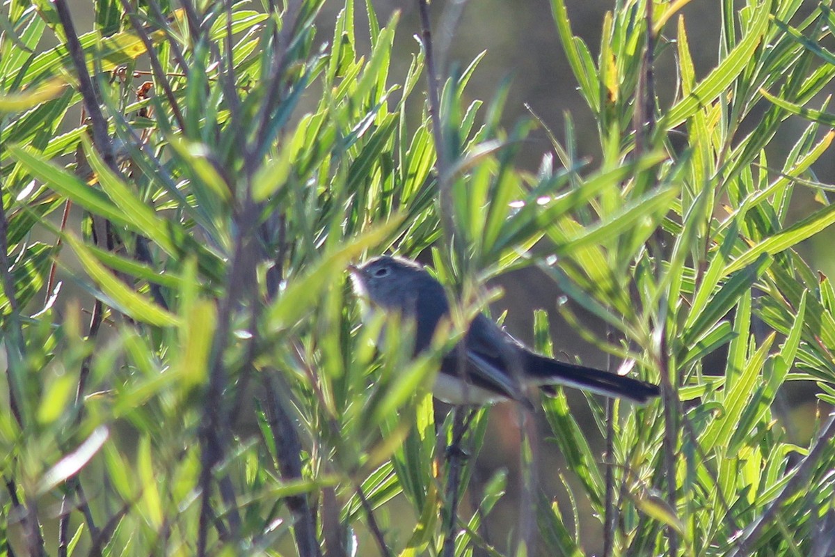 Blue-gray Gnatcatcher - ML647009487