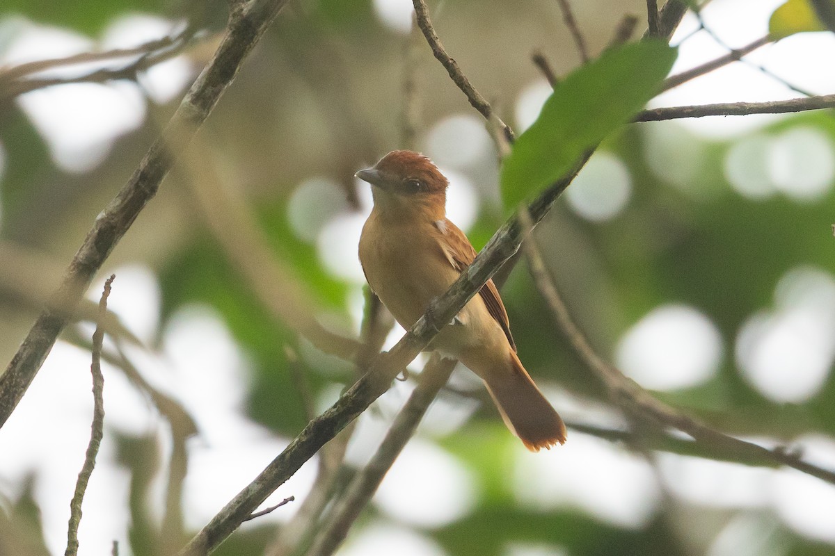 Cinnamon Becard - ML647009490