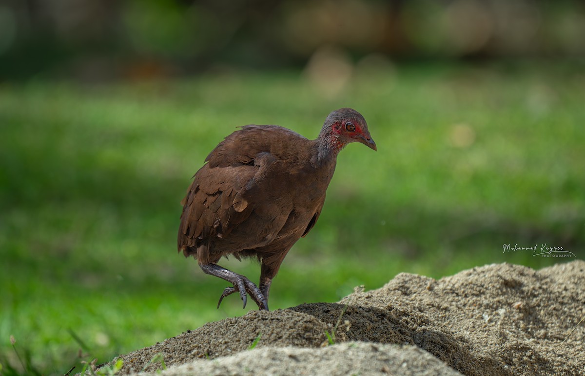 Philippine Megapode - ML647009491