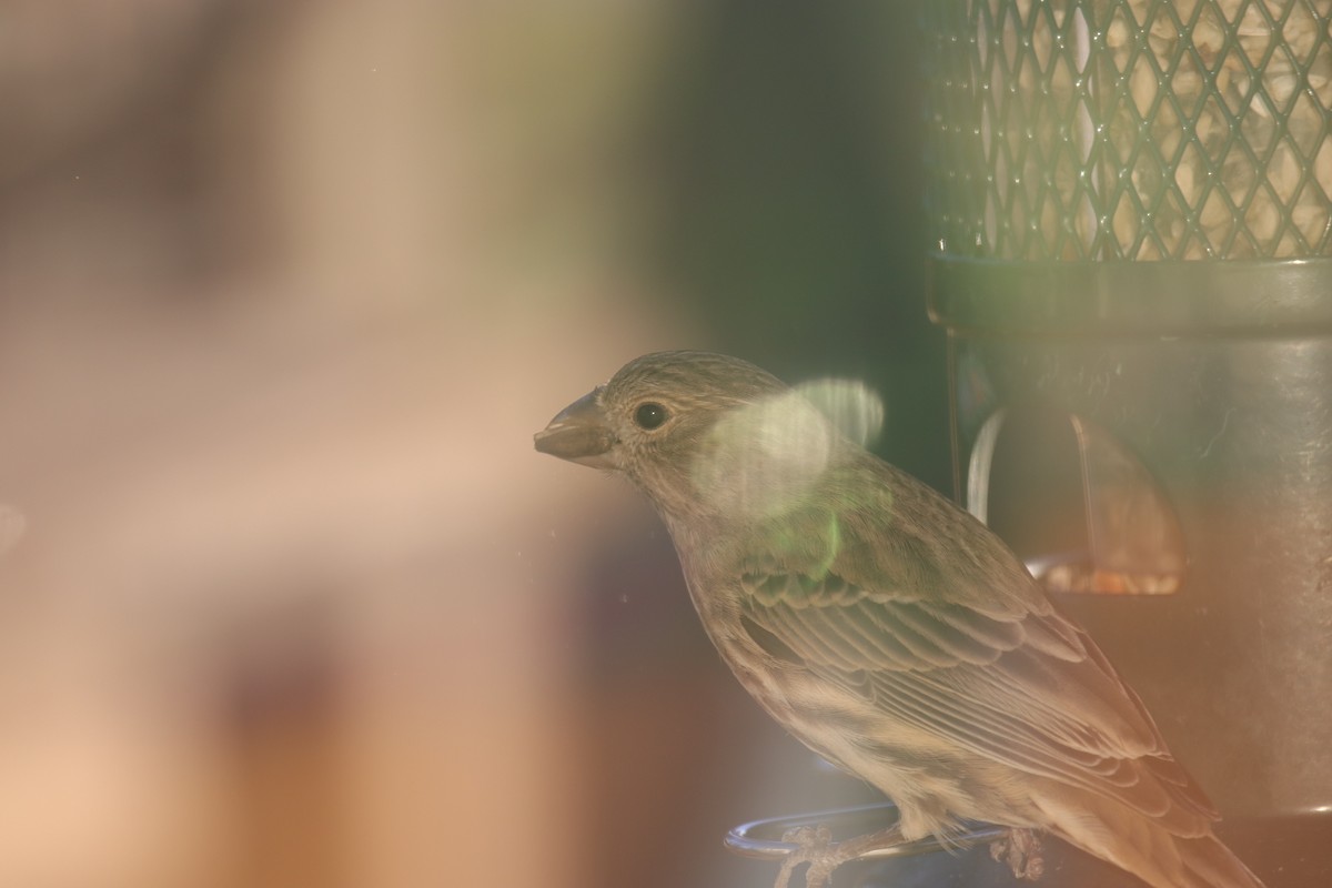 Чечевиця садова - ML647009497