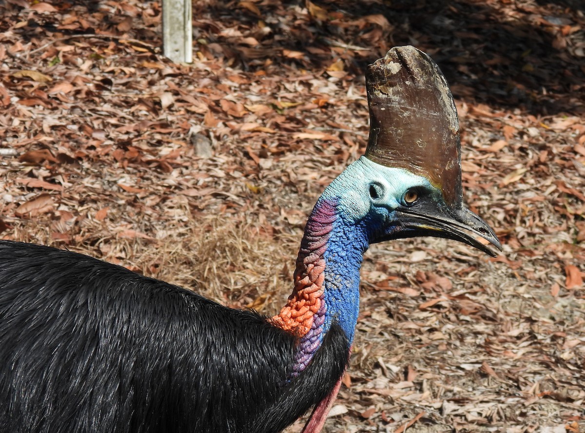 Southern Cassowary - ML647009499