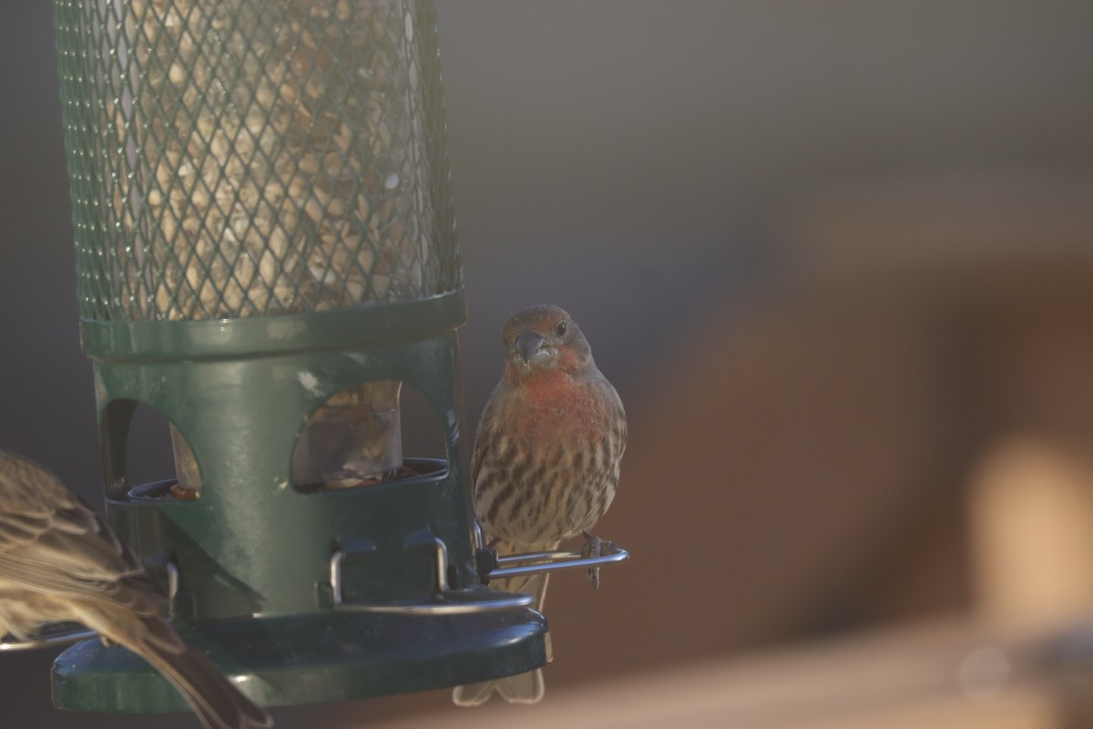 Чечевиця садова - ML647009500