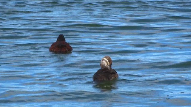 kachnice argentinská - ML647009506