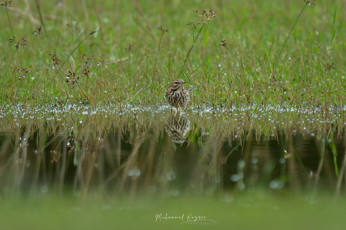 Red-throated Pipit - ML647009507