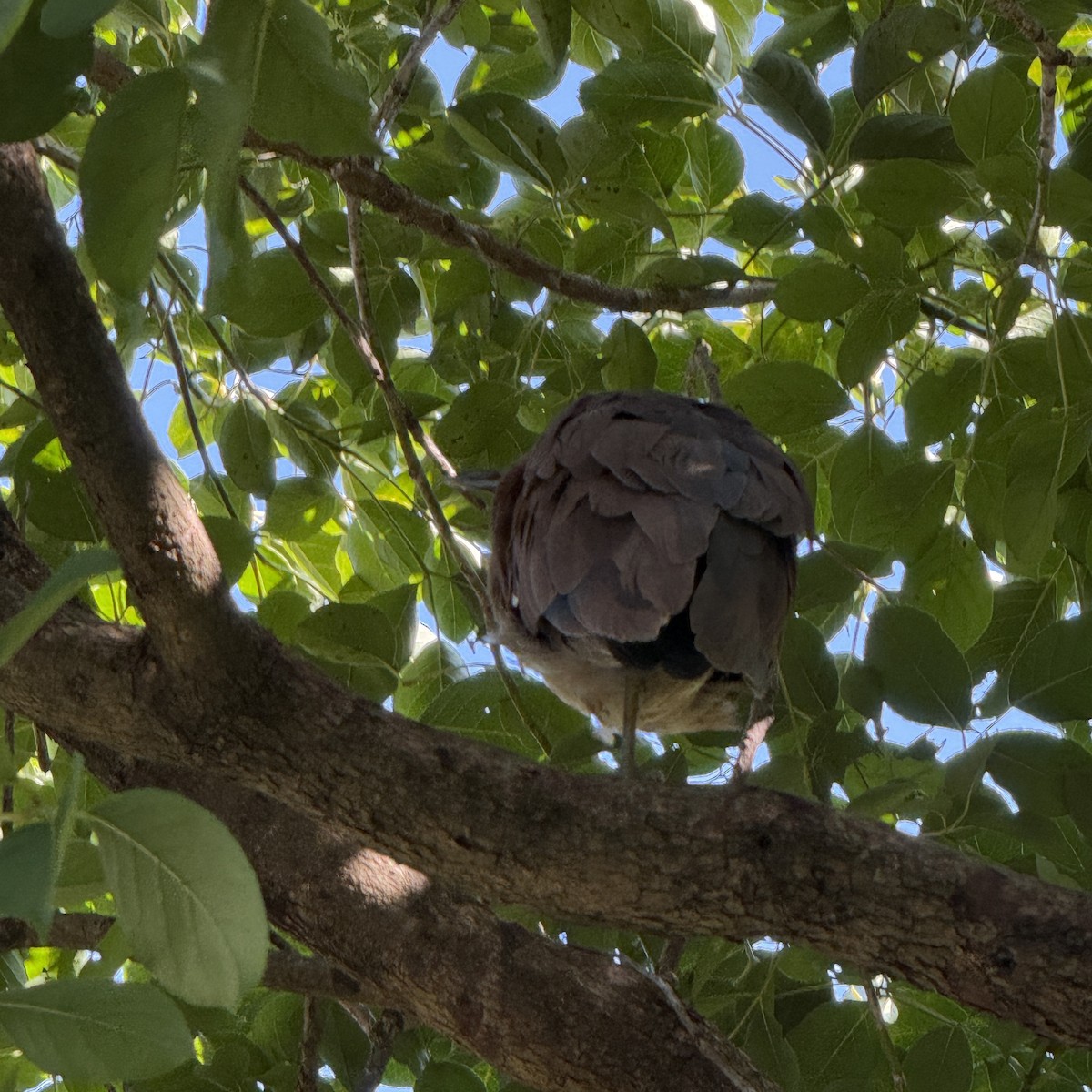 Malay Gece Balıkçılı - ML647009509