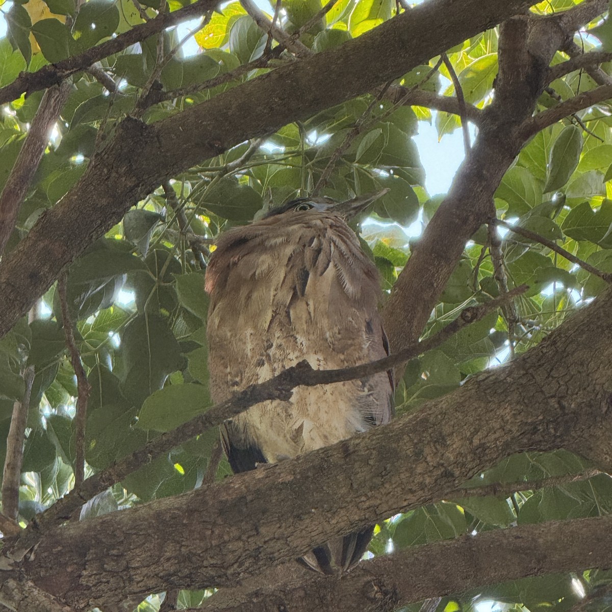 Malay Gece Balıkçılı - ML647009511