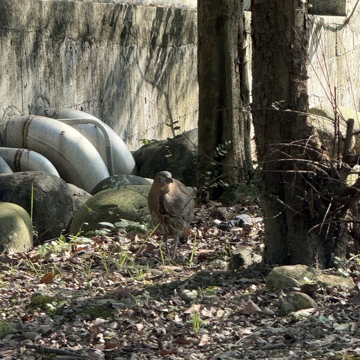 Malay Gece Balıkçılı - ML647009512