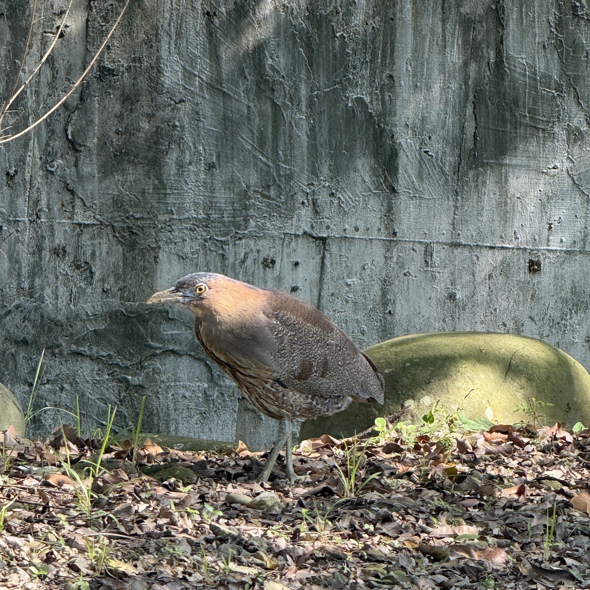 Malay Gece Balıkçılı - ML647009513