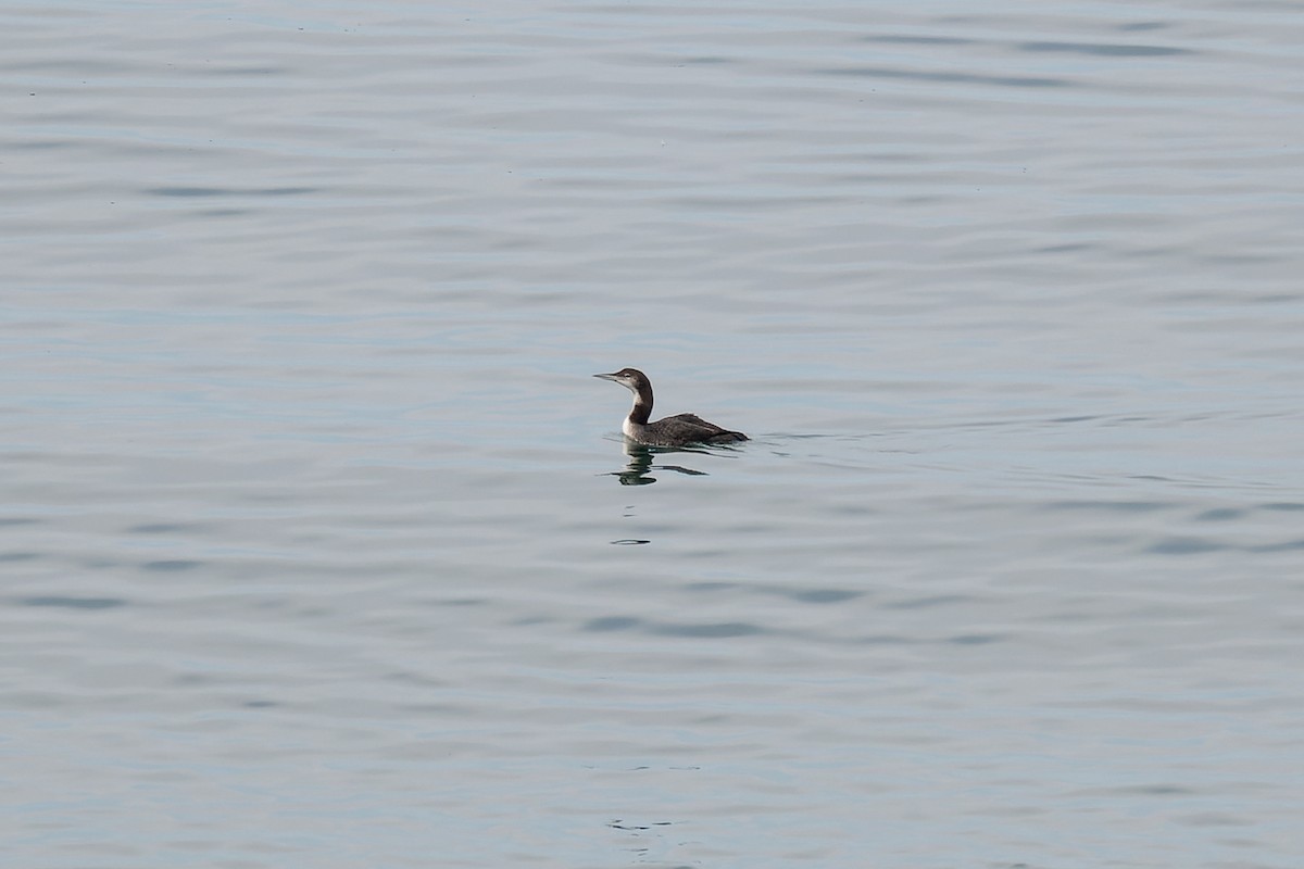 Common Loon - ML647009518