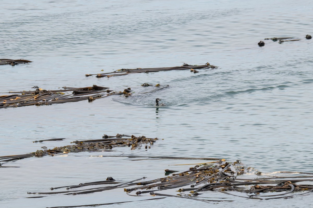 Common Loon - ML647009519