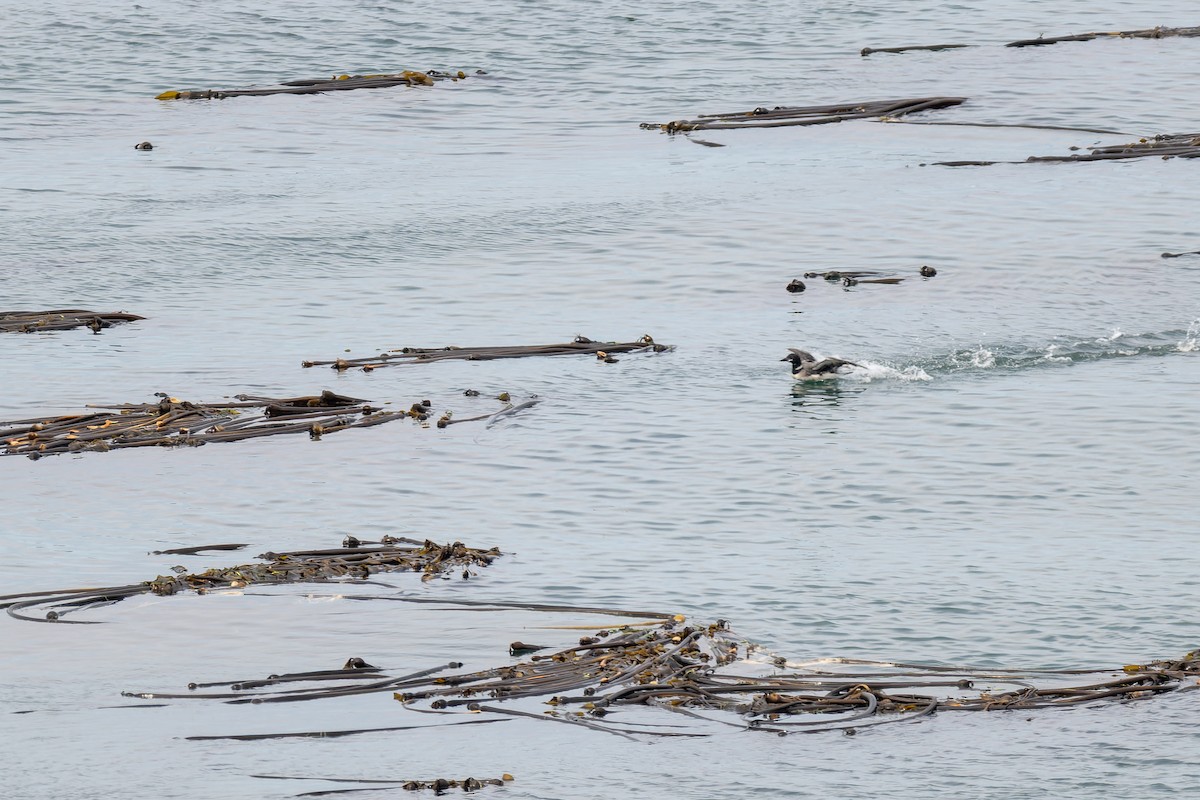 Common Loon - ML647009520