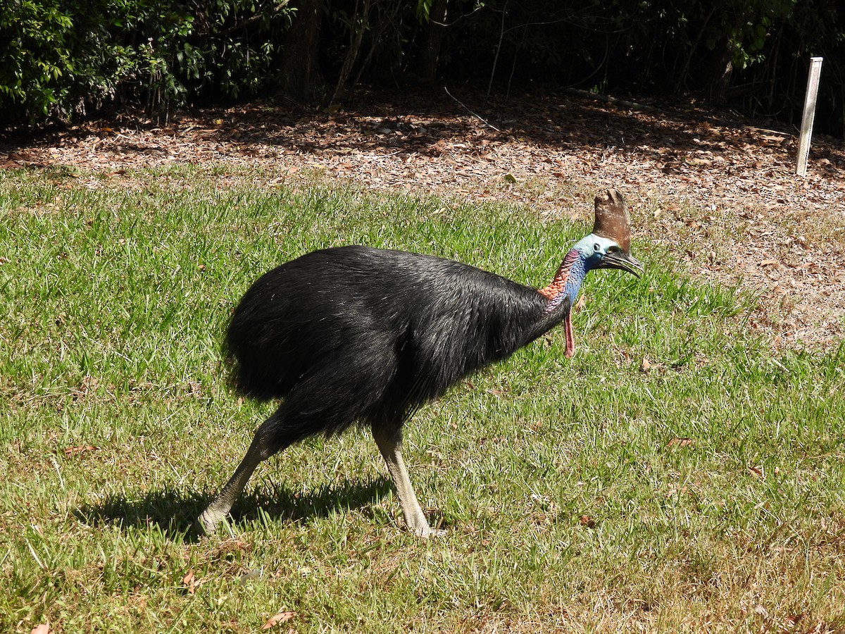Southern Cassowary - ML647009527