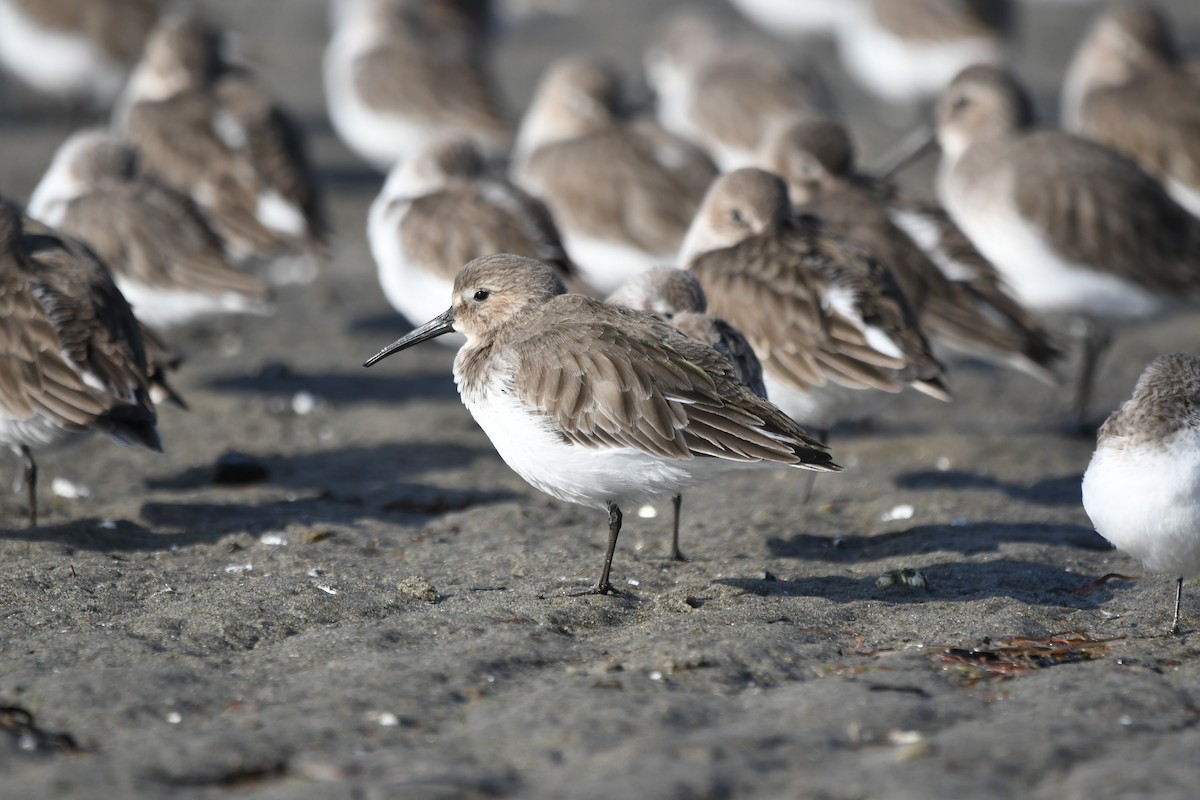 myrsnipe - ML647009529