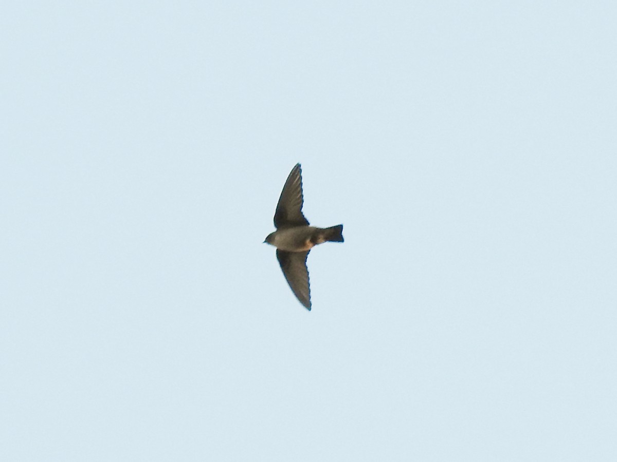 Скальная ласточка - ML647009533