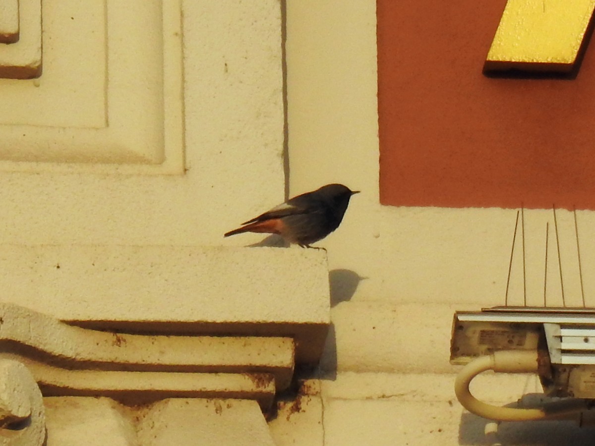 赭紅尾鴝 - ML647009538