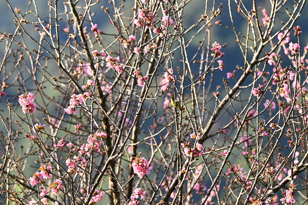 アカオタイヨウチョウ - ML647009545