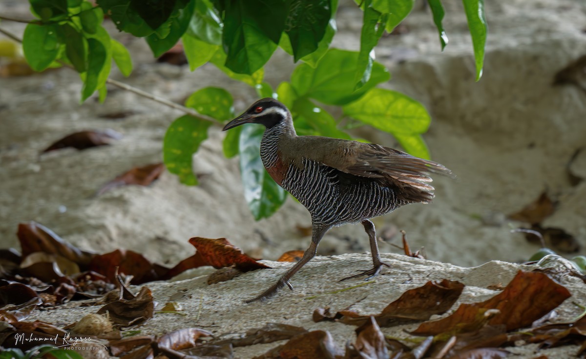Barred Rail - ML647009551