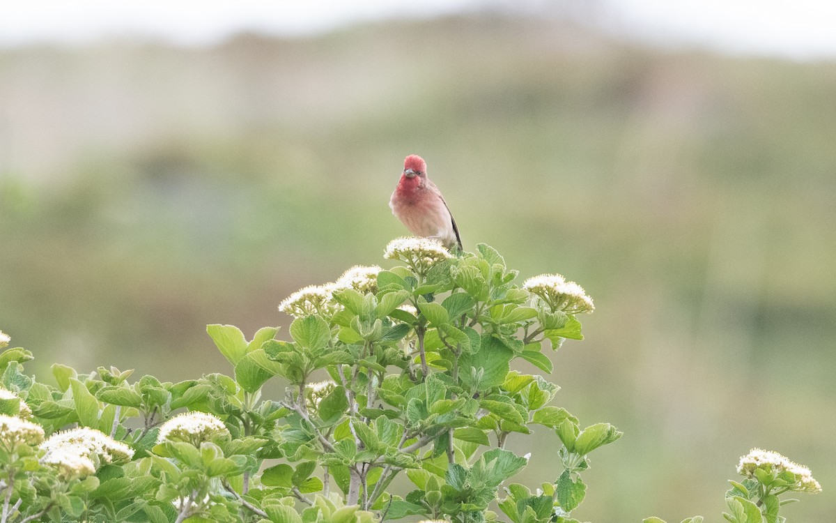 Moreta karmina - ML647009554