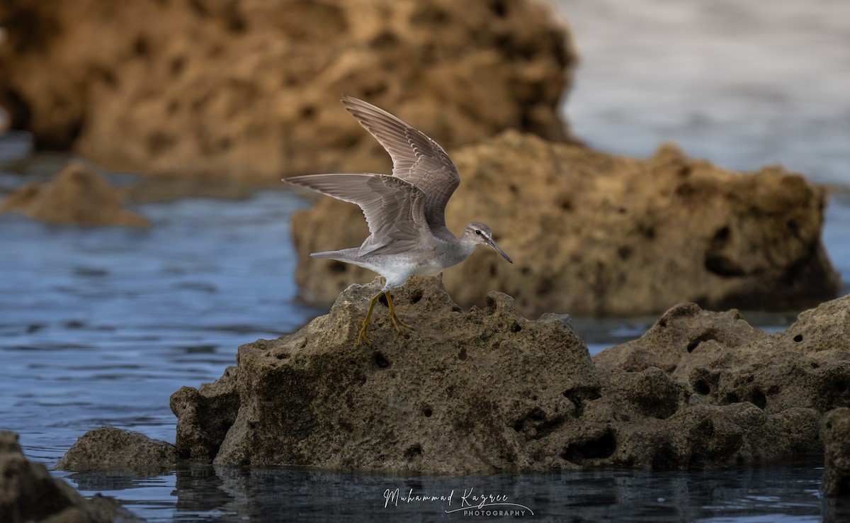 Gri Sırtlı Düdükçün - ML647009555