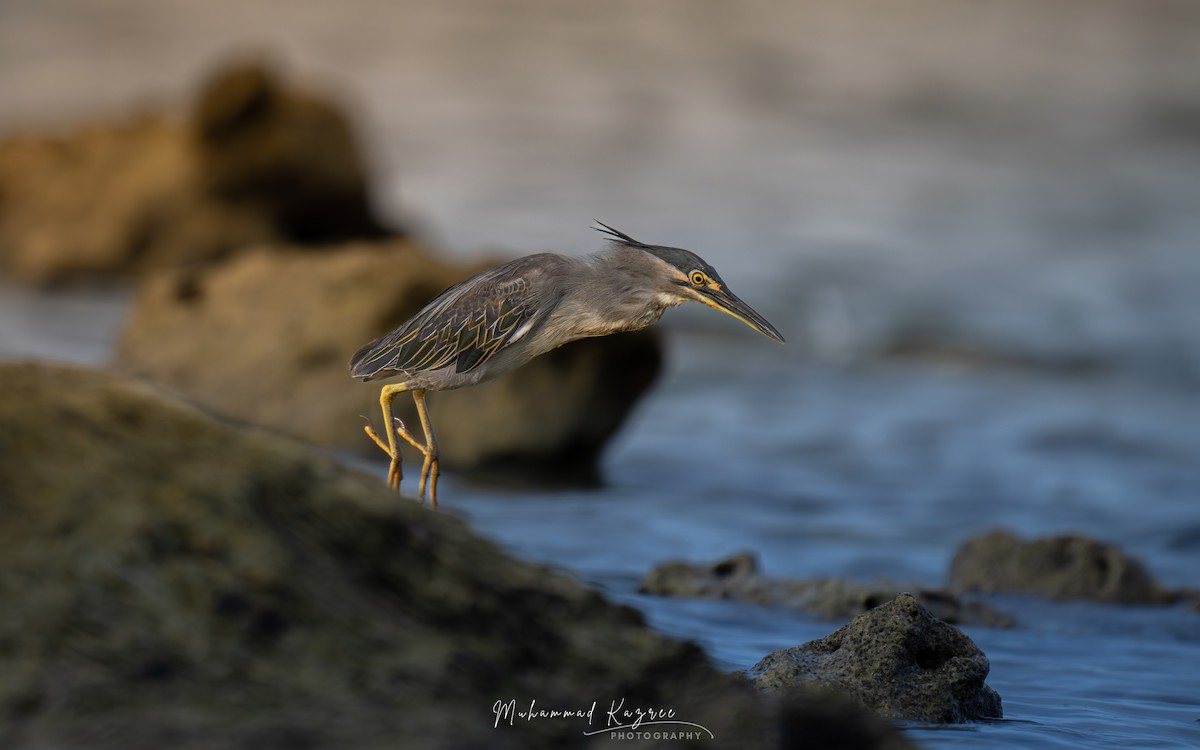 Little Heron - ML647009567