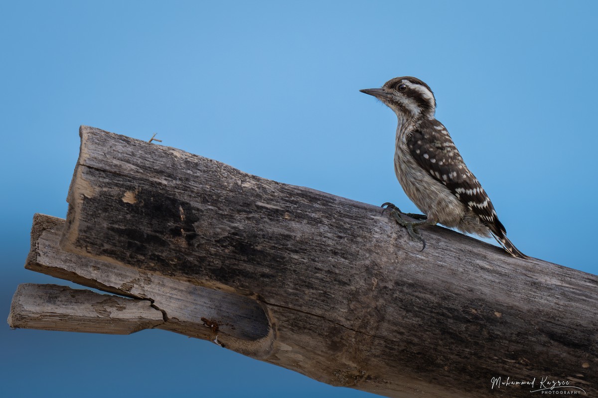 Sunda Pygmy Woodpecker - ML647009579