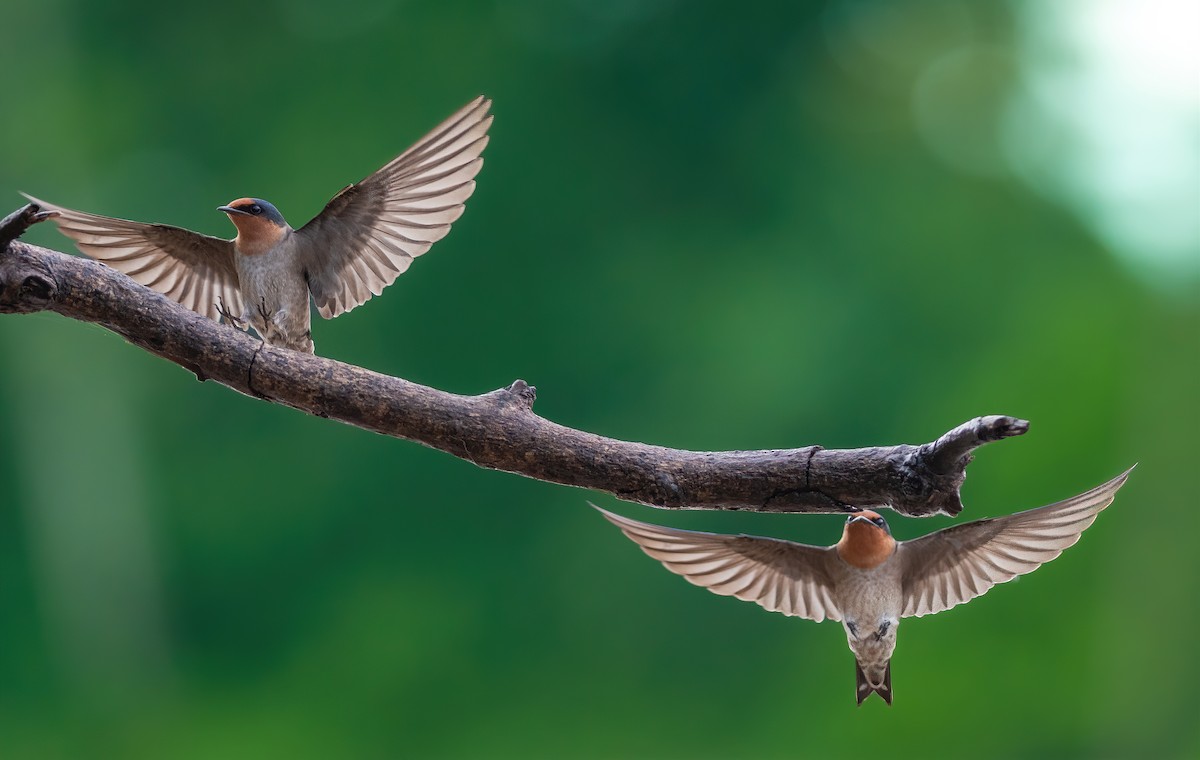 Pacific Swallow - ML647009588