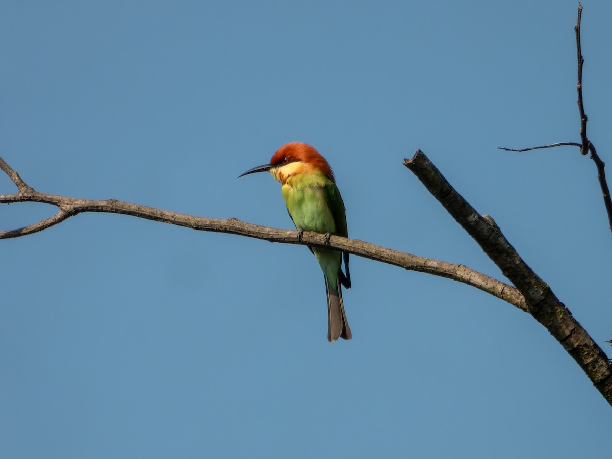 bengalbieter - ML647009590