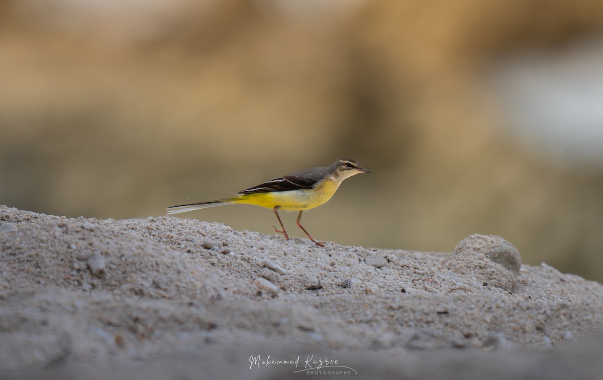 Gray Wagtail - ML647009598