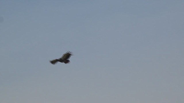 čája obojková - ML647009604