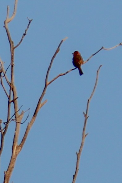 Чечевиця садова - ML647009607