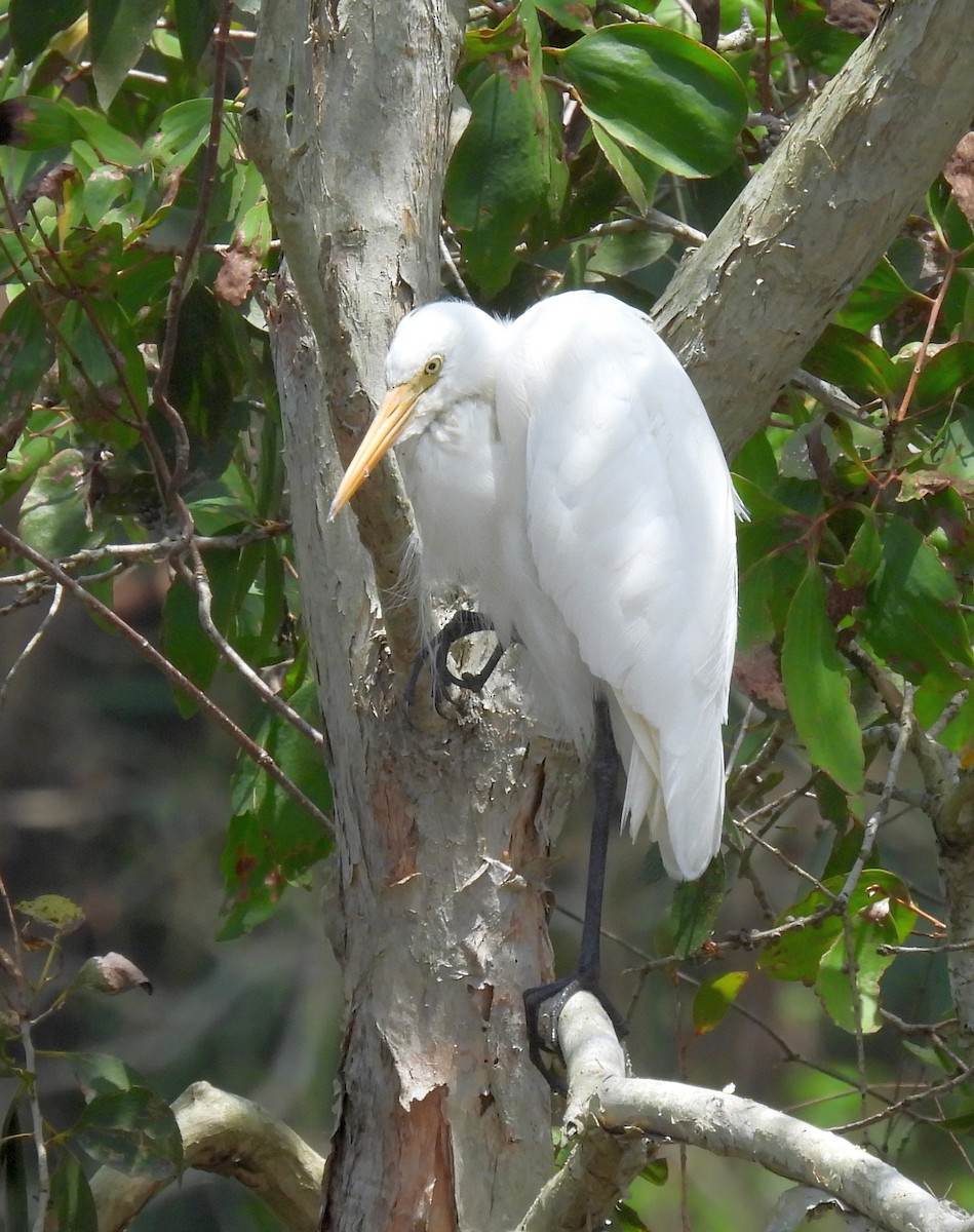 Plumed Egret - ML647009609