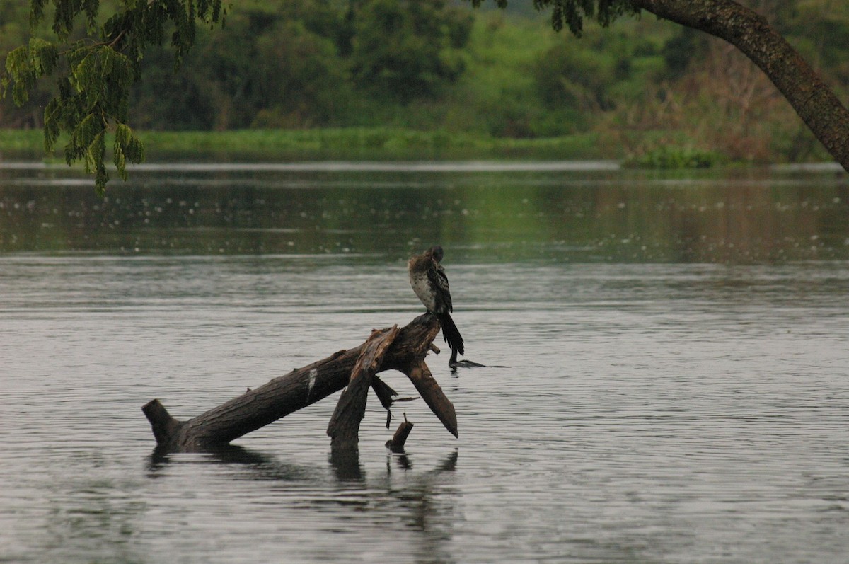 Reed Cormorant - ML647009611
