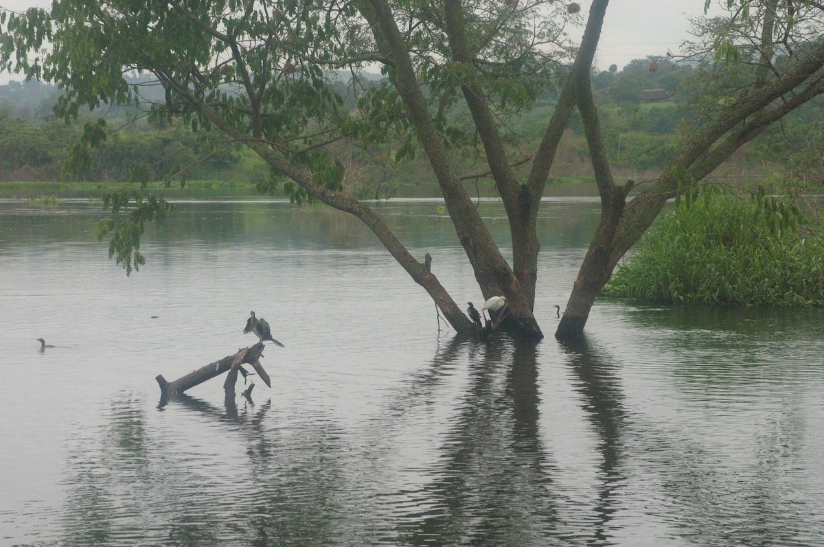 Reed Cormorant - ML647009612